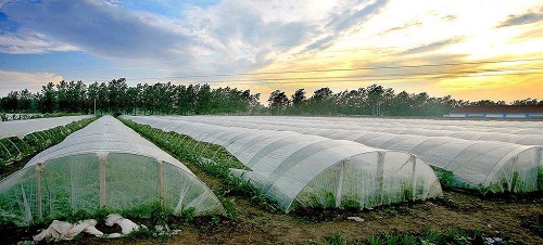 沒出倉庫就發(fā)黃，塑料吹膜如何選擇熒光增白劑？
